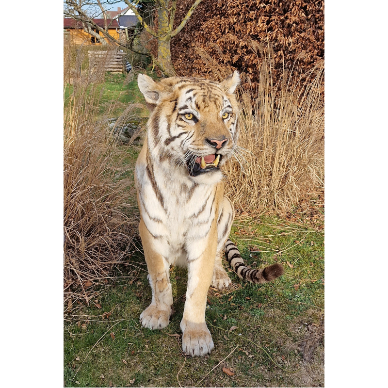 Fantastische opgezette Siberische of Amur tijger, opgezette tijger VERKOCHT!